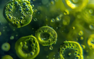 Más allá de los suplementos: Por qué las microalgas son el futuro de tu salud.